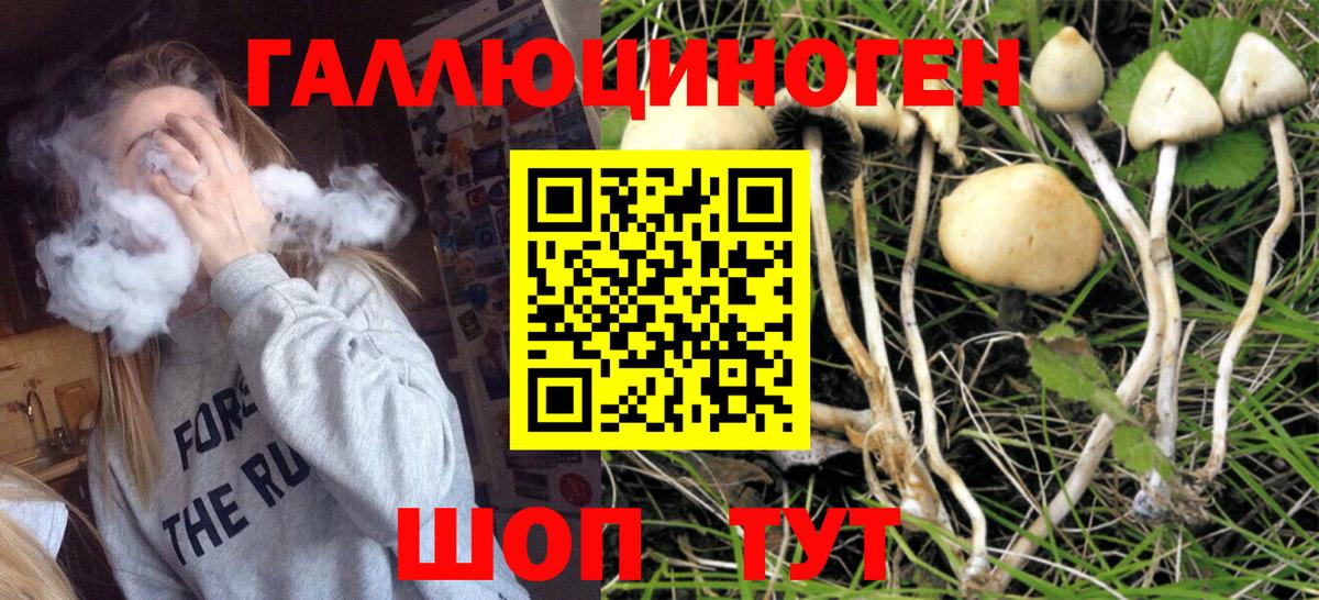 Галлюциногенные грибы Psilocybe Кондопога
